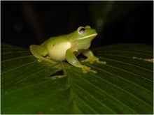 Adult male of Ikakogi tayrona.tif