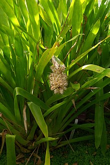 Aechmea reclinata, Conservatoire botanique national de Brest 03.jpg