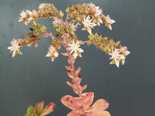 Aeonium haworthii PICT3759.jpg