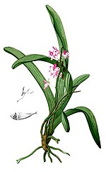 Miniatura para Aerides quinquevulnera