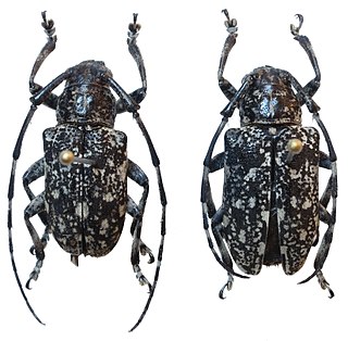 <i>Agelasta lacteospreta</i> Species of beetle