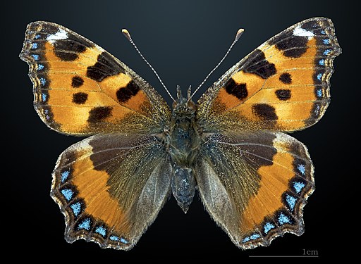 Aglais urticae MHNT CUT 2013 3 14 Cahors Dos