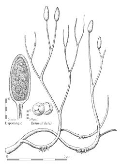 Aglaophyton major.