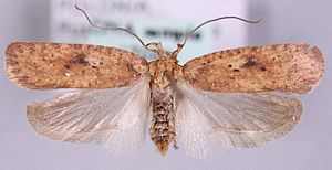 Agonopterix laterella.jpg