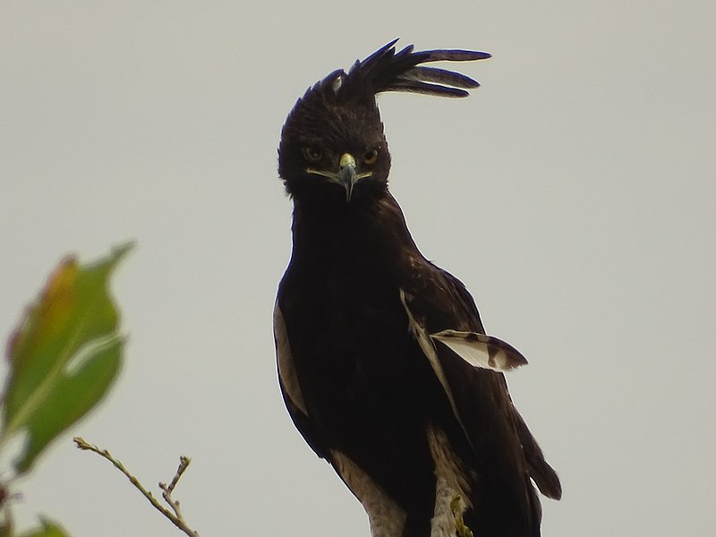 File:Aigle huppard autour du complexe Pendjari. 04.jpg