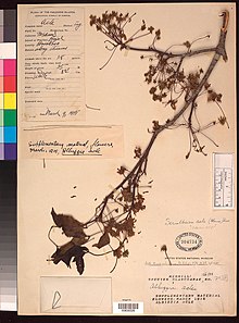 Herbarium sheet of "Albizia acle"