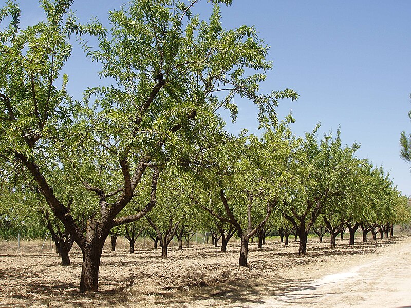 File:Almendros en el Campo de Borja.jpg