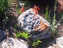 Aloe decumbens - Langeberg Sandstein Fynbos 2.JPG