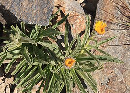 Alpine gold (Hulsea algida), opening