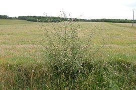 Althaea cannabina, Ambérac (Charente, France)