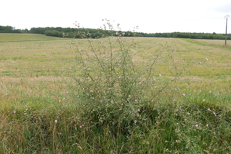 File:Althaea cannabina Ambérac 2.jpg