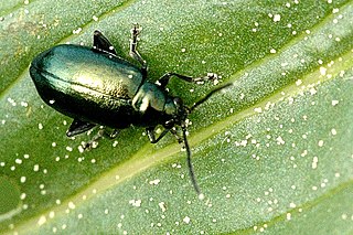 <i>Altica lythri</i> Species of beetle