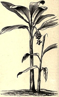 Abacá (Musa textilis), illustration