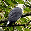 Amadonastur (Leucopternis) lacernulatus - White-necked Hawk.JPG