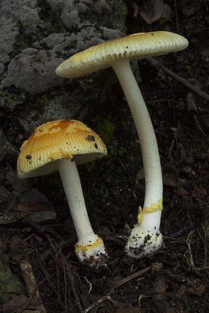 Amanita silvatica (especie endémica)