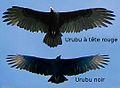 America Black Vulture-Turkey Vulture-silhouettes fr.jpg