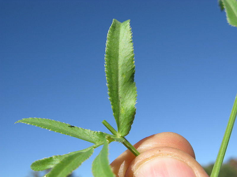 File:Ammi majus leaf3 NWS (15553903995).jpg