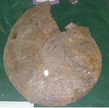 An ammonoid from Iran Ammonoidea Iran.JPG