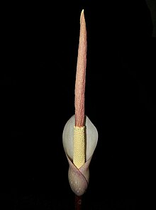 Amorphophallus atroviridis-flower.jpg