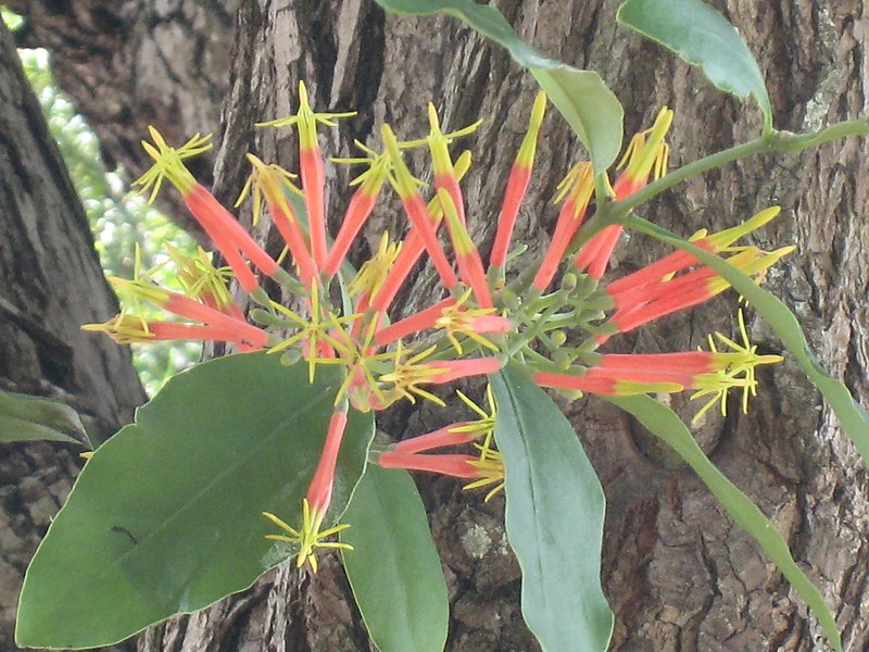 File:Amylotheca dictyophleba Mistletoe IMG 3603 (5560956384).jpg