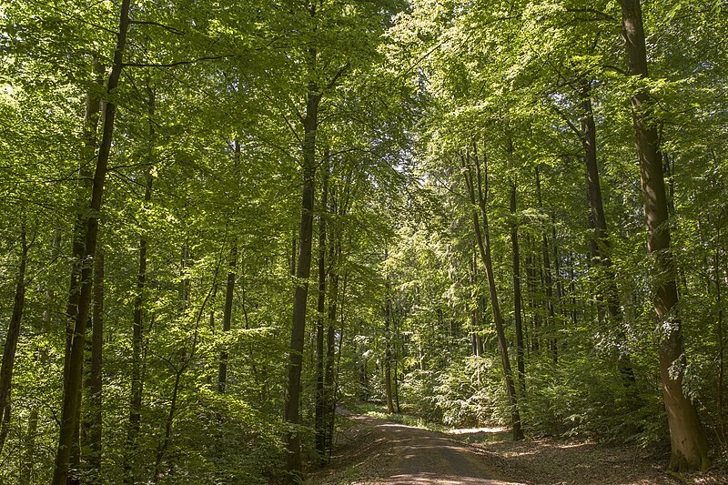 File:An der Hohen Straße westlich von Kottenbrunn 4.jpg