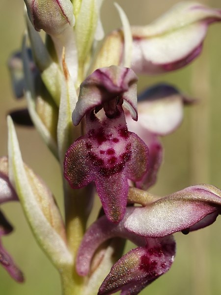 File:Anacamptis fragrans (flower).jpg