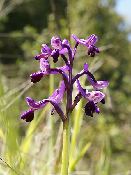 File:Anacamptis longicornu (flower spike).jpg