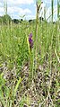 Anacamptis palustris Germany - Geinsheim (Neustadt an der Weinstraße)