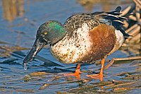 Northern shoveler (male)