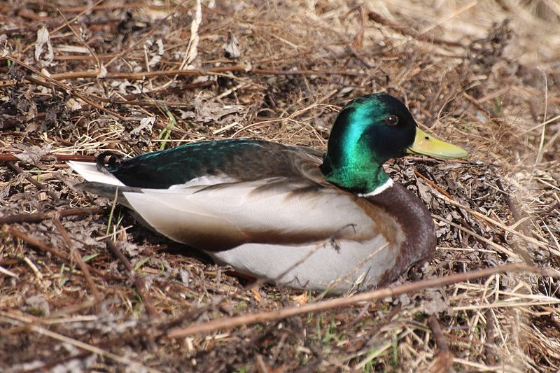 File:Anas platyrhynchos (male) IMG 4836 fossum.JPG