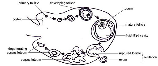 A depiction of the ovarian cycle in animals Anatomy and physiology of animals Ovarian cycle showing from top left clockwise.jpg