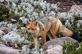 Un renard de Magellan, dans le paramo, en Équateur.