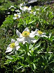 Anemone narcissiflora 04.jpg