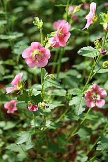 Anisodontea capensis 05.jpg