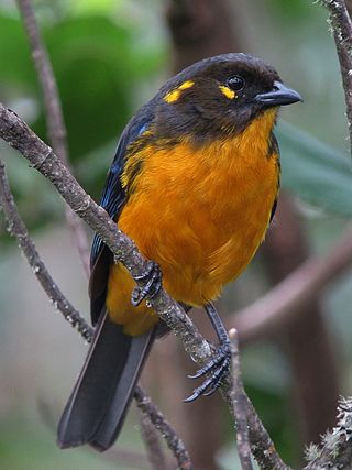 <span class="mw-page-title-main">Lacrimose mountain tanager</span> Species of bird