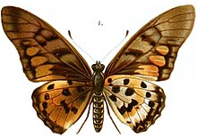 Wien shahridagi Annalen des Naturhistorischen muzeylari (1889) (18014136839), 4.jpg