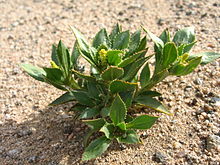 Yillik tish po'sti (Stillingia spinulosa); Pinto havzasi (12525775493) .jpg