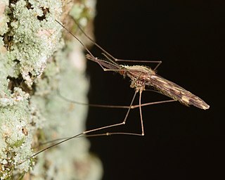 <i>Anopheles punctipennis</i> Species of fly