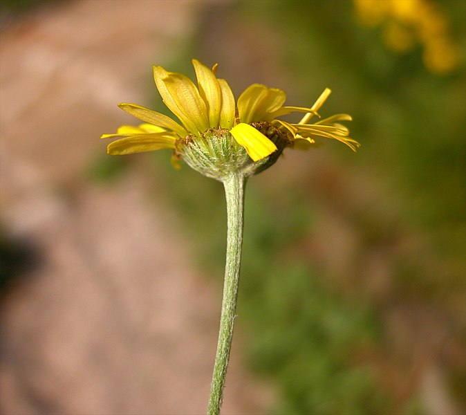 File:Anthemis tinctoria flower (01c).jpg