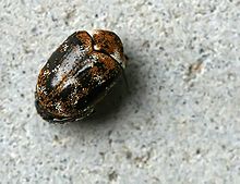 Old varied carpet beetle (A. verbasci) with most scales rubbed off Anthrenus verbasci01.jpg