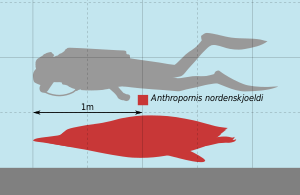 Anthropornis Scale.svg