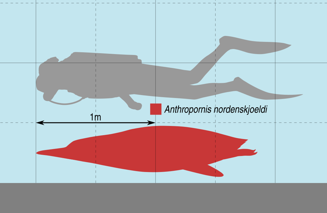 Antropornis