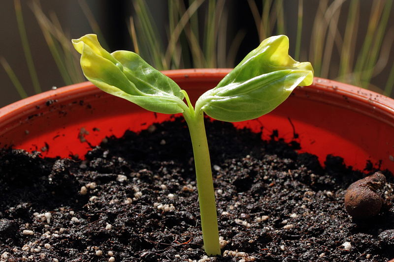 File:Apabrauðstré - Baobab - Adansonia 2.jpg