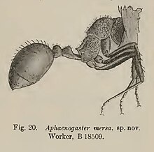 Aphaenogaster mersa Wheeler, 1915 Specimen number B 18509.jpg