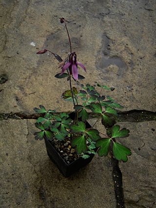 <i>Aquilegia rockii</i> Species of flowering plant