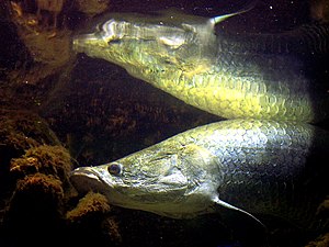 Arapaima gigas Arapaima gigas 5147.jpg