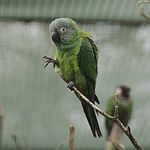 Зеленый попугай со светло-серой головой и белыми пятнами на глазах.