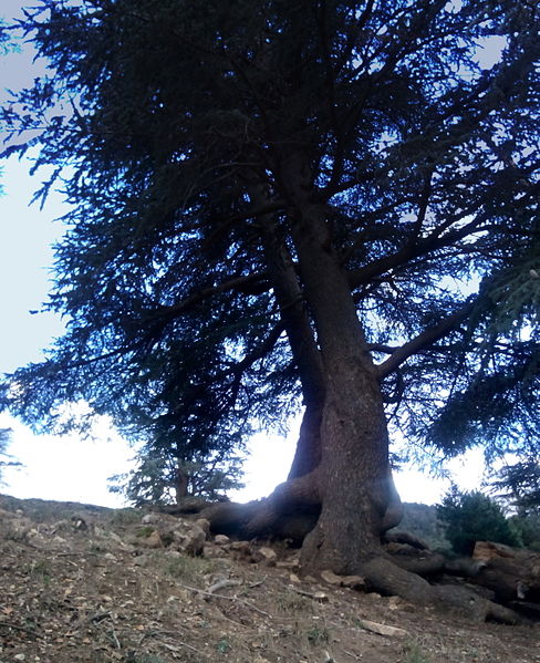 File:Arbre (Cèdre de l'Atlas) parc national de Belezma 6.JPG