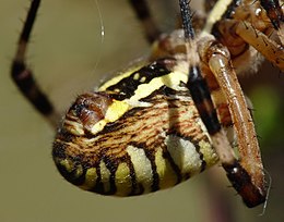 Dieren Spinnen: Verspreiding en habitat, Uiterlijke kenmerken, Spinsel