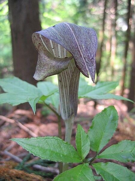 Arisaema_limbatum